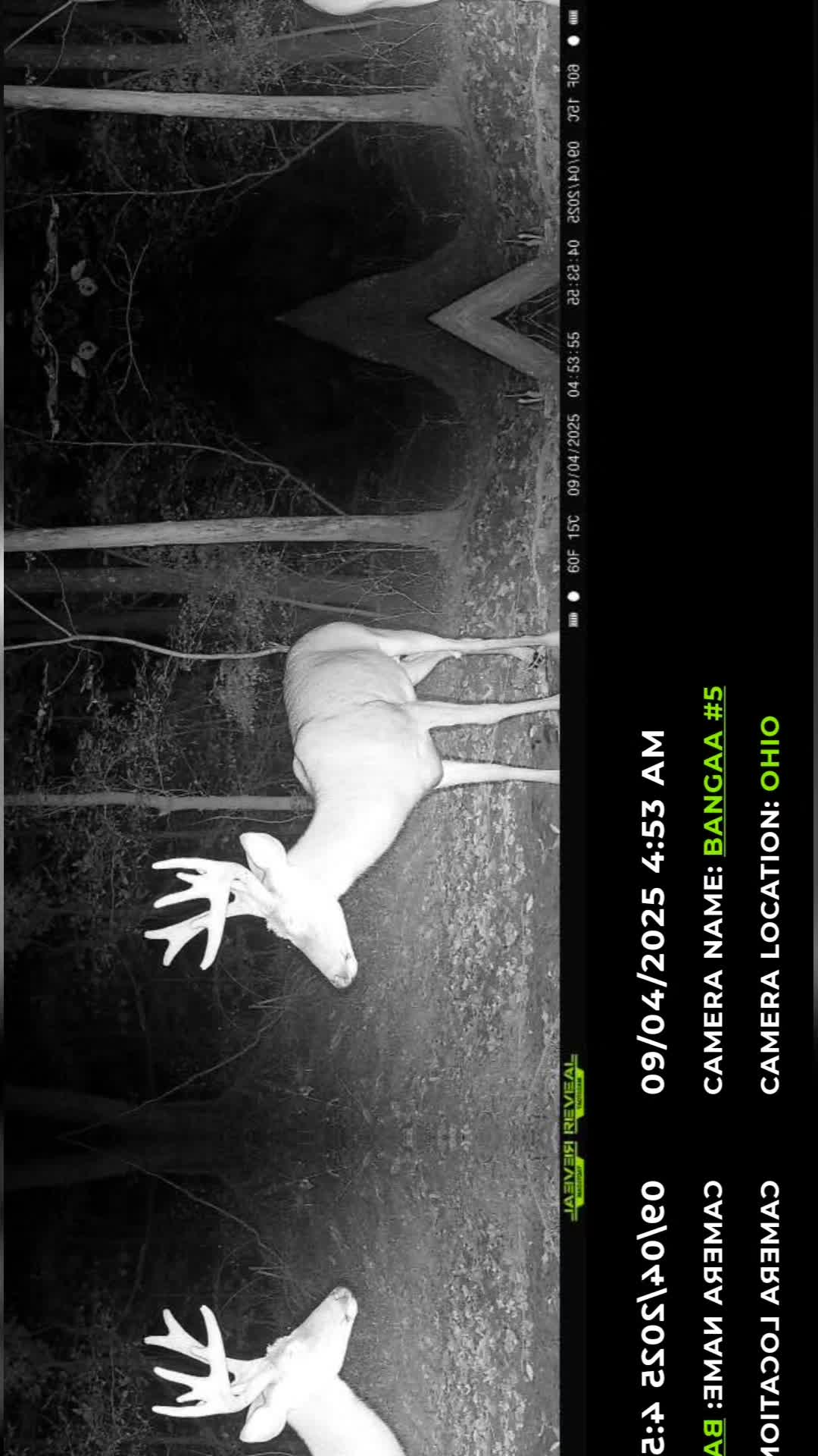 @WIZARD OF THE WOODS