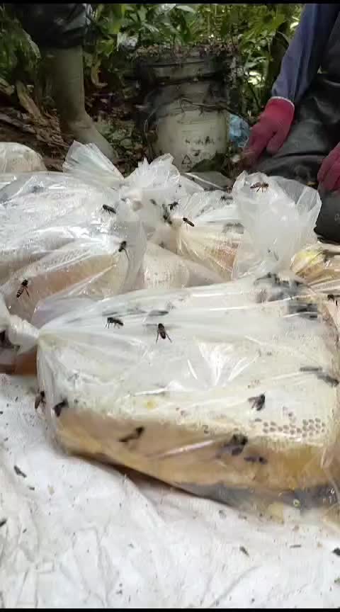 @PUTRA HONEY STORE