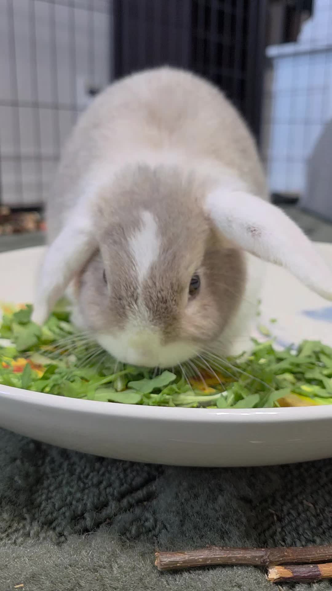 @RoxyBunny