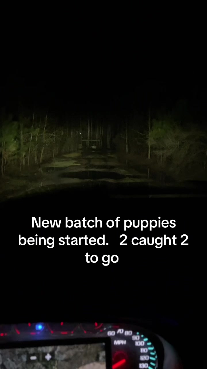 @3DeepKennels