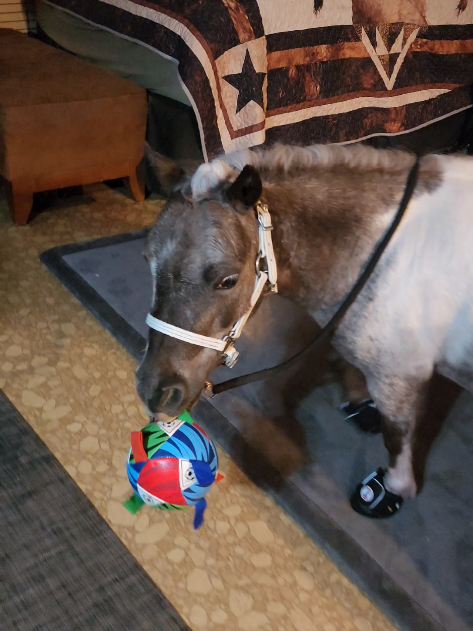 @minihorsemomandtrainer🐴🐴🐴🐴