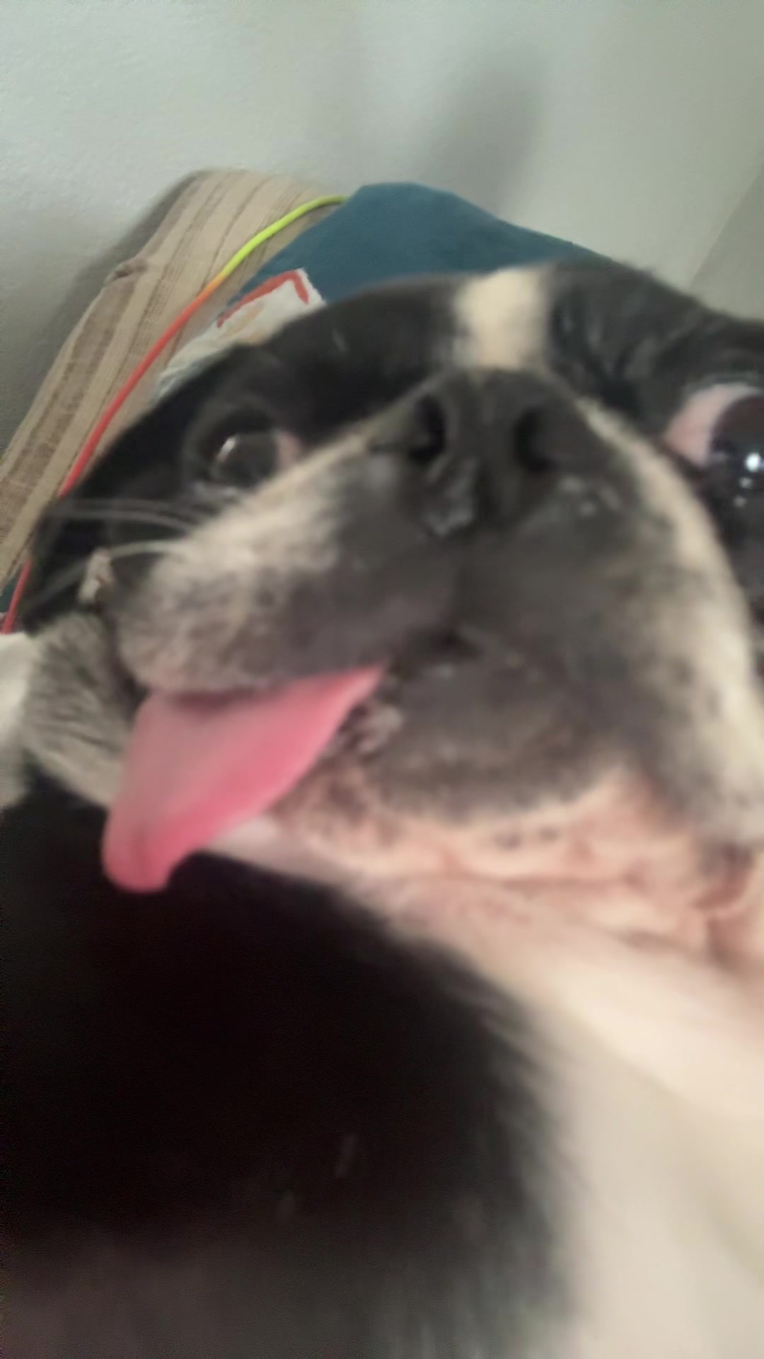@ThreeCrustyPugs