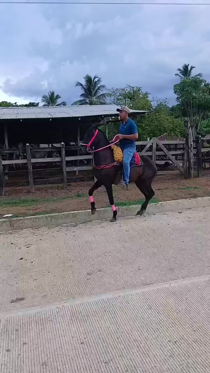 @jjulianbello