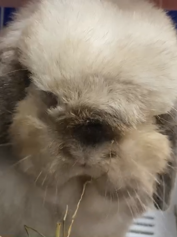 @Pet for Life