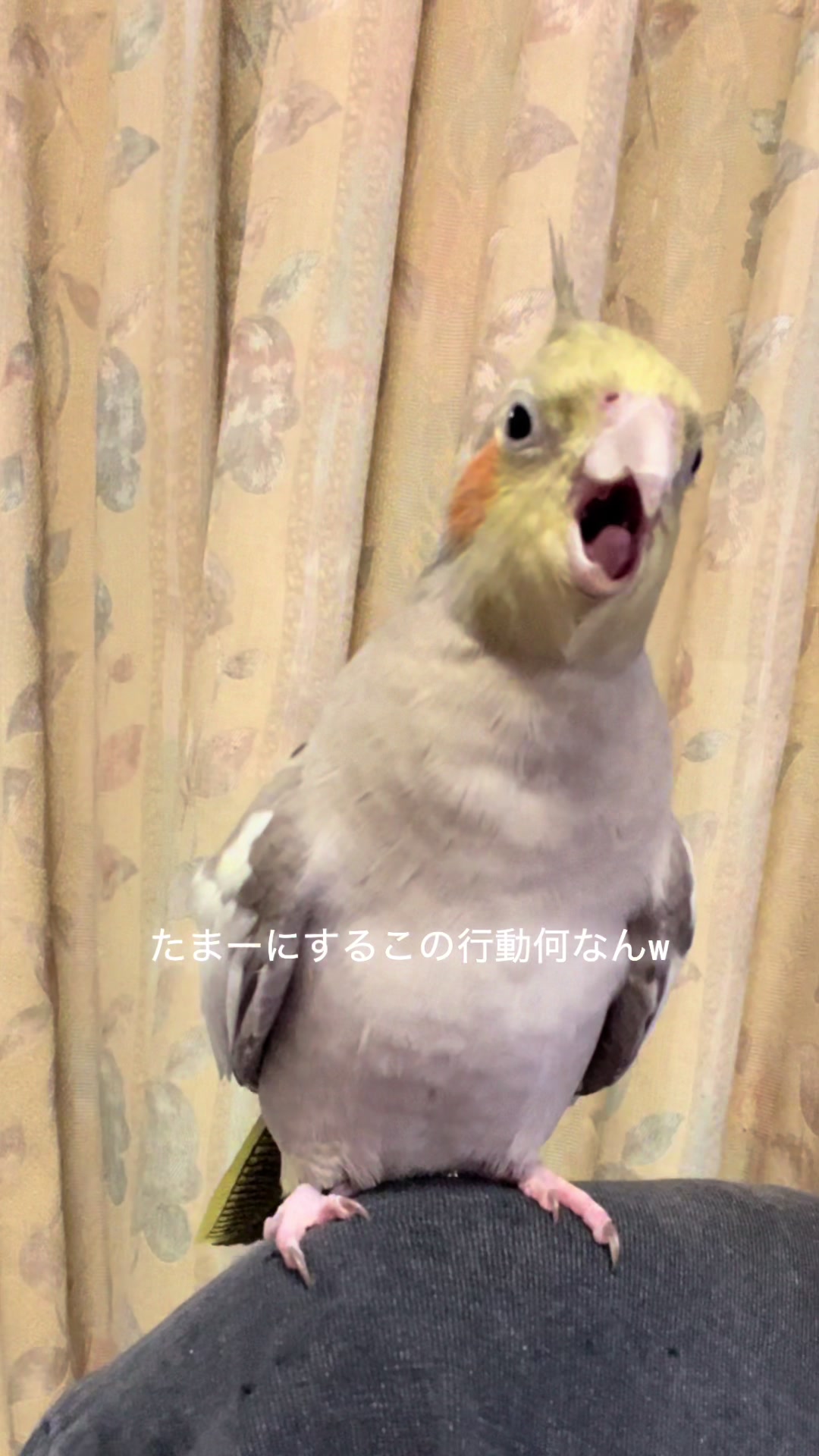 @にゃんこ