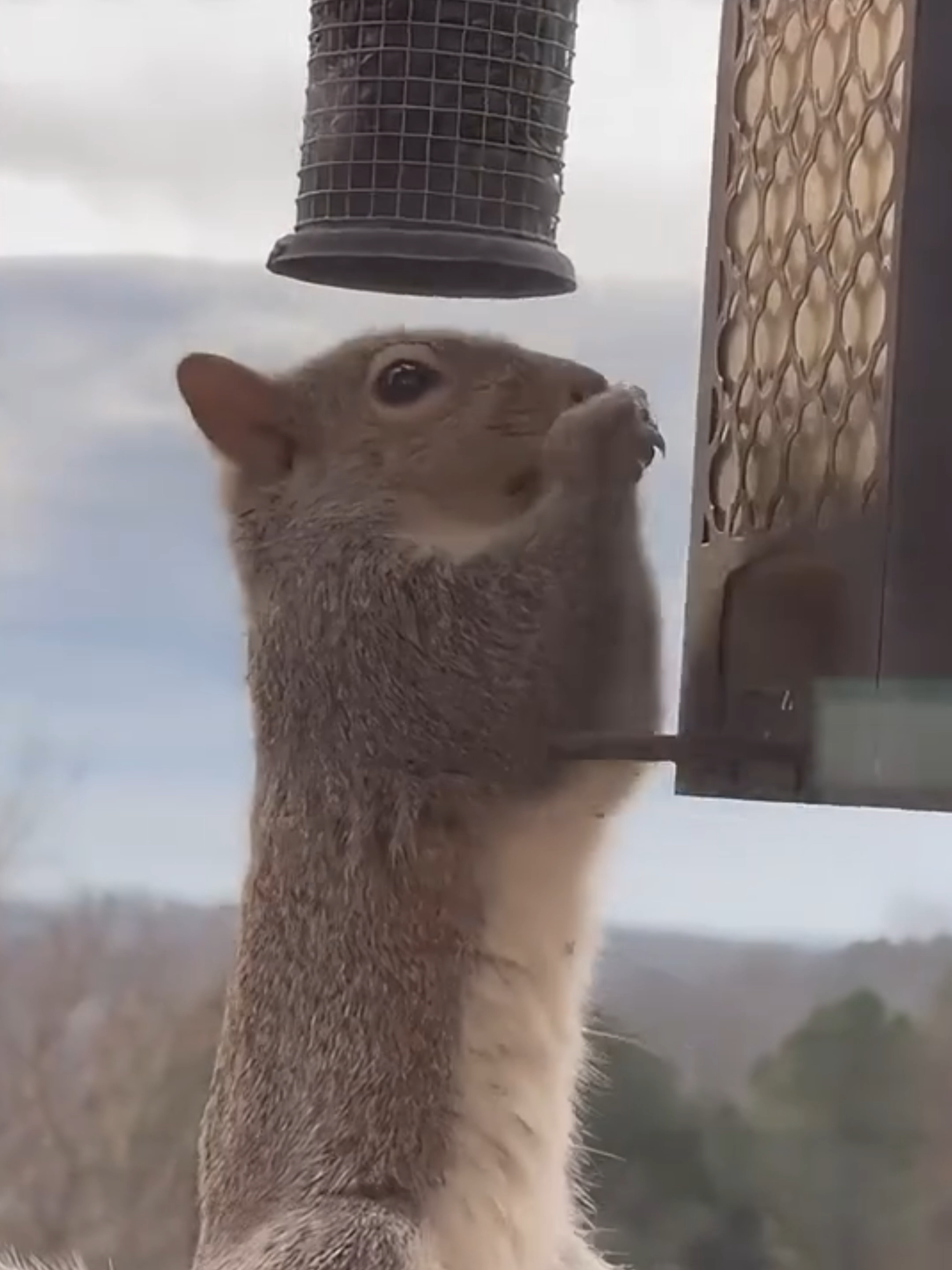 @Mundo dos Animais