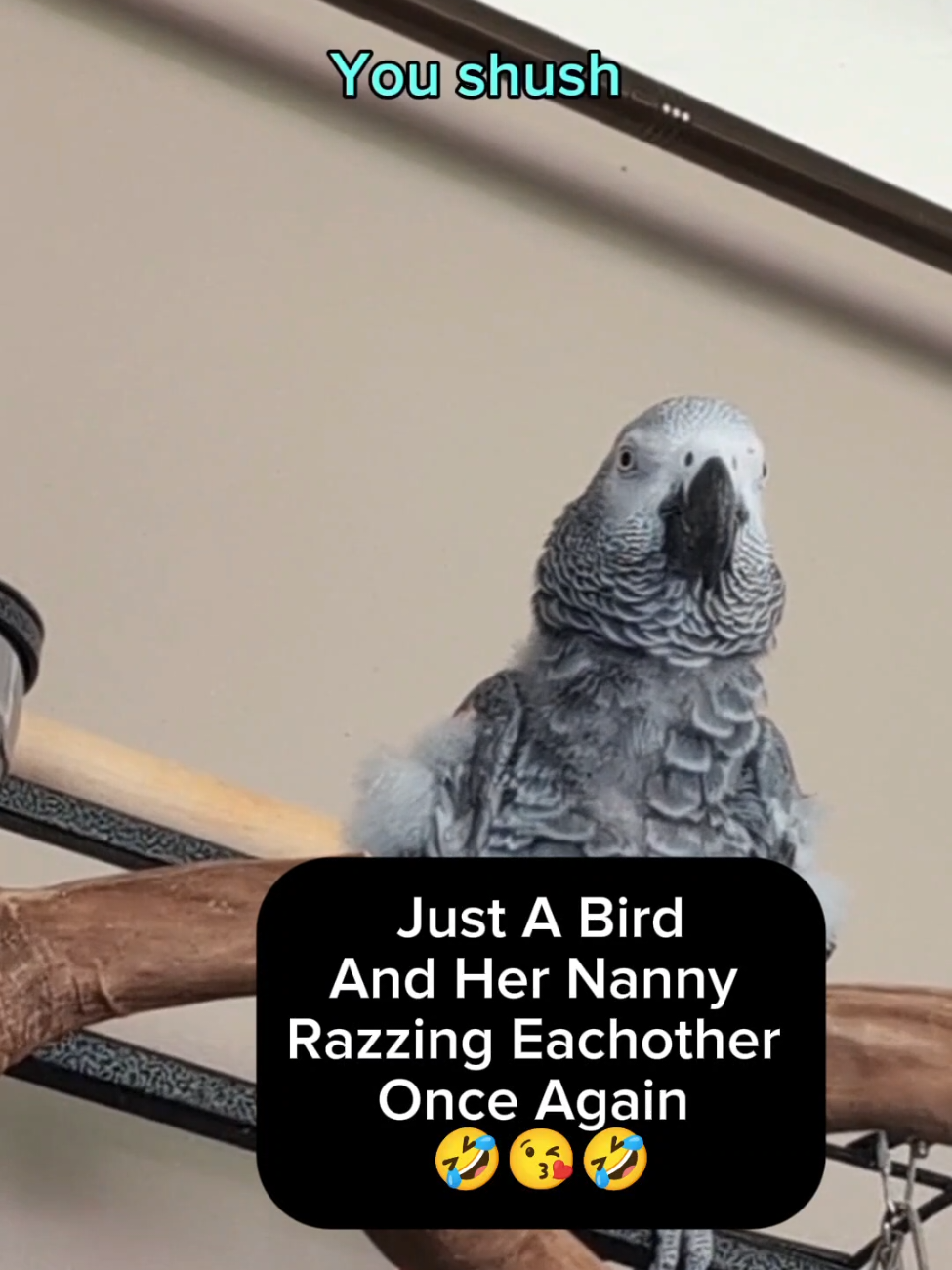 @Cosmothefunnyparrot