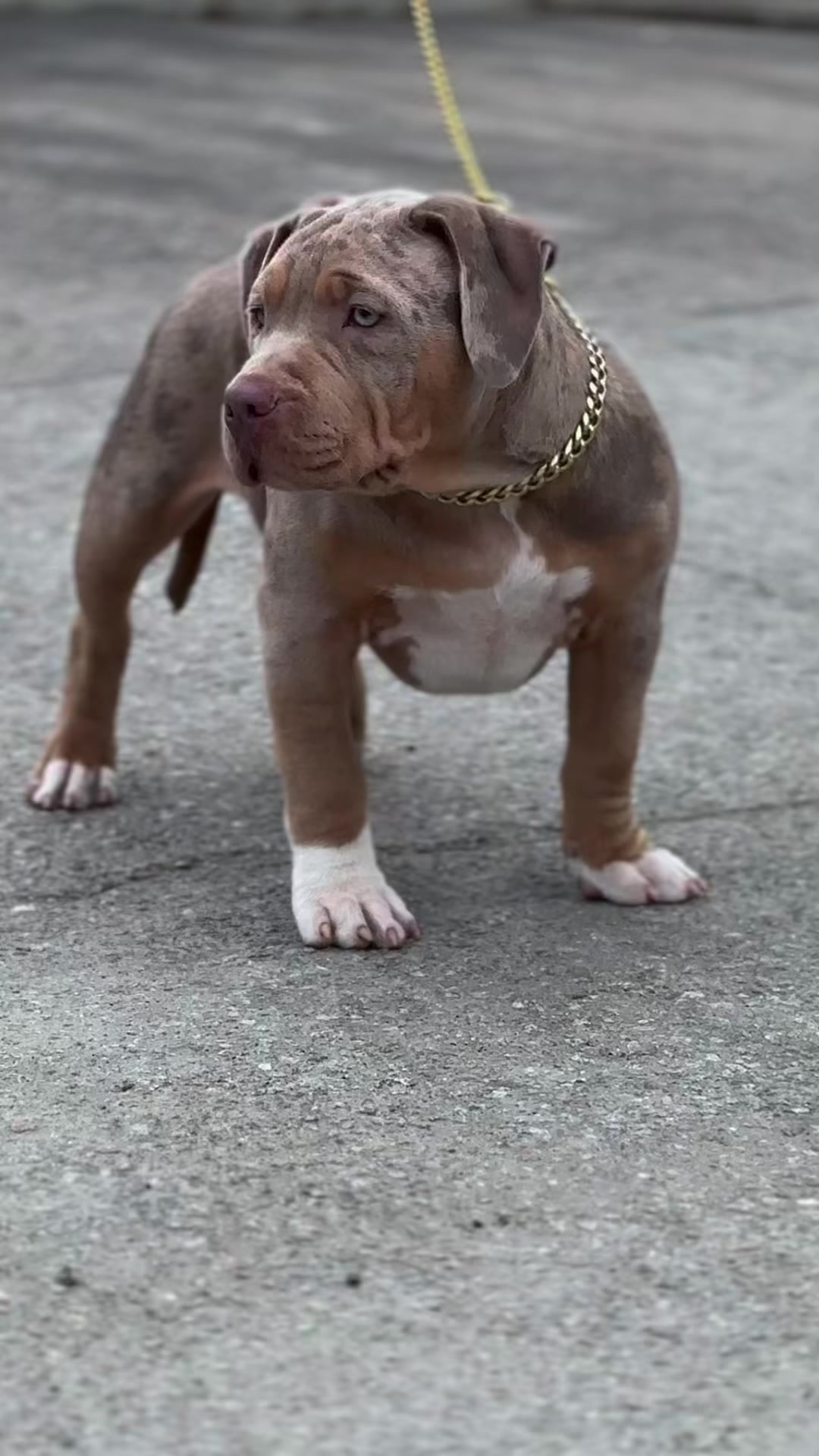 @MATRANG_dogs