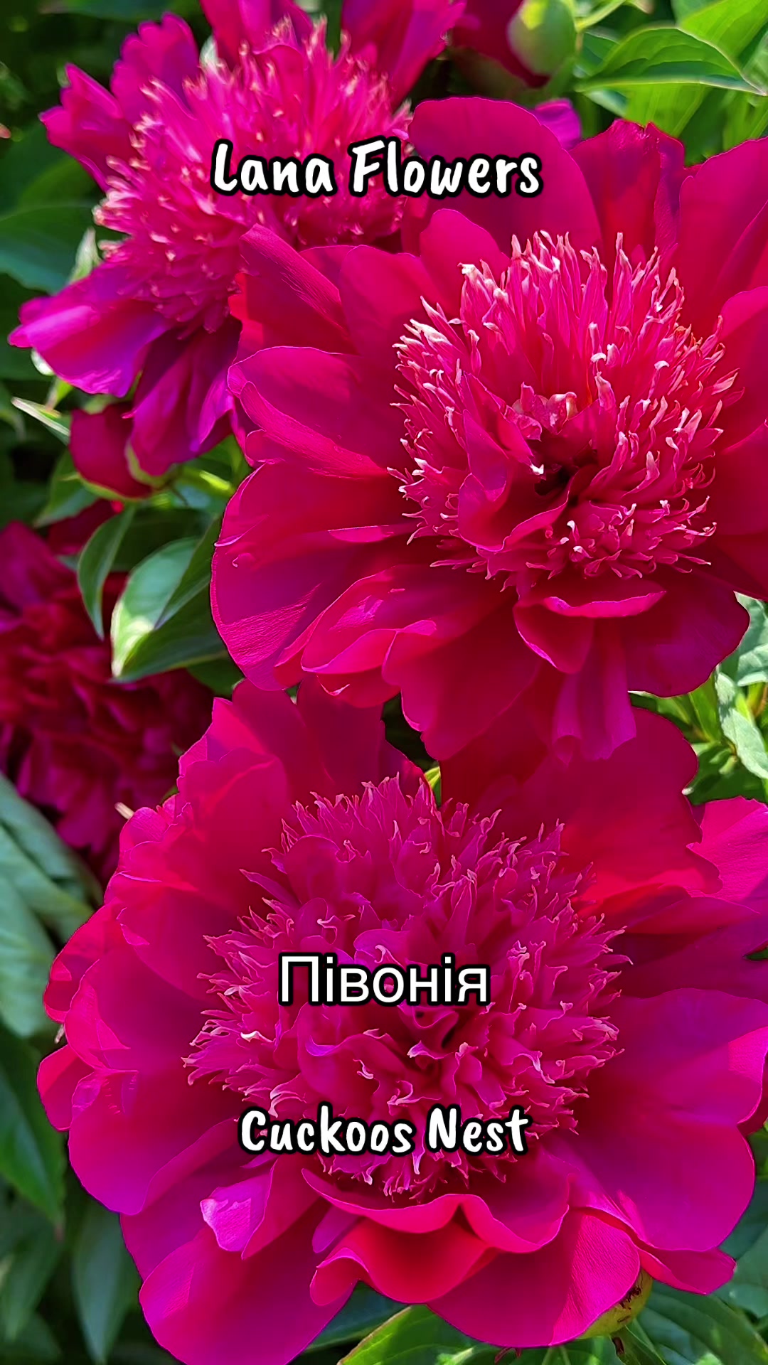 @Lana_Flowers