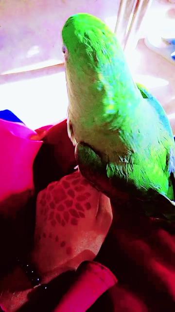 @@🍂zidi rajpoot🍁🍁