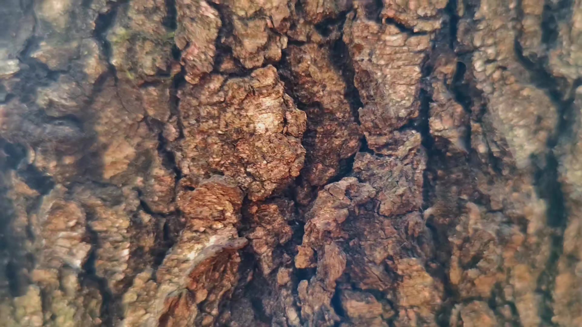 @khvoyny🌲