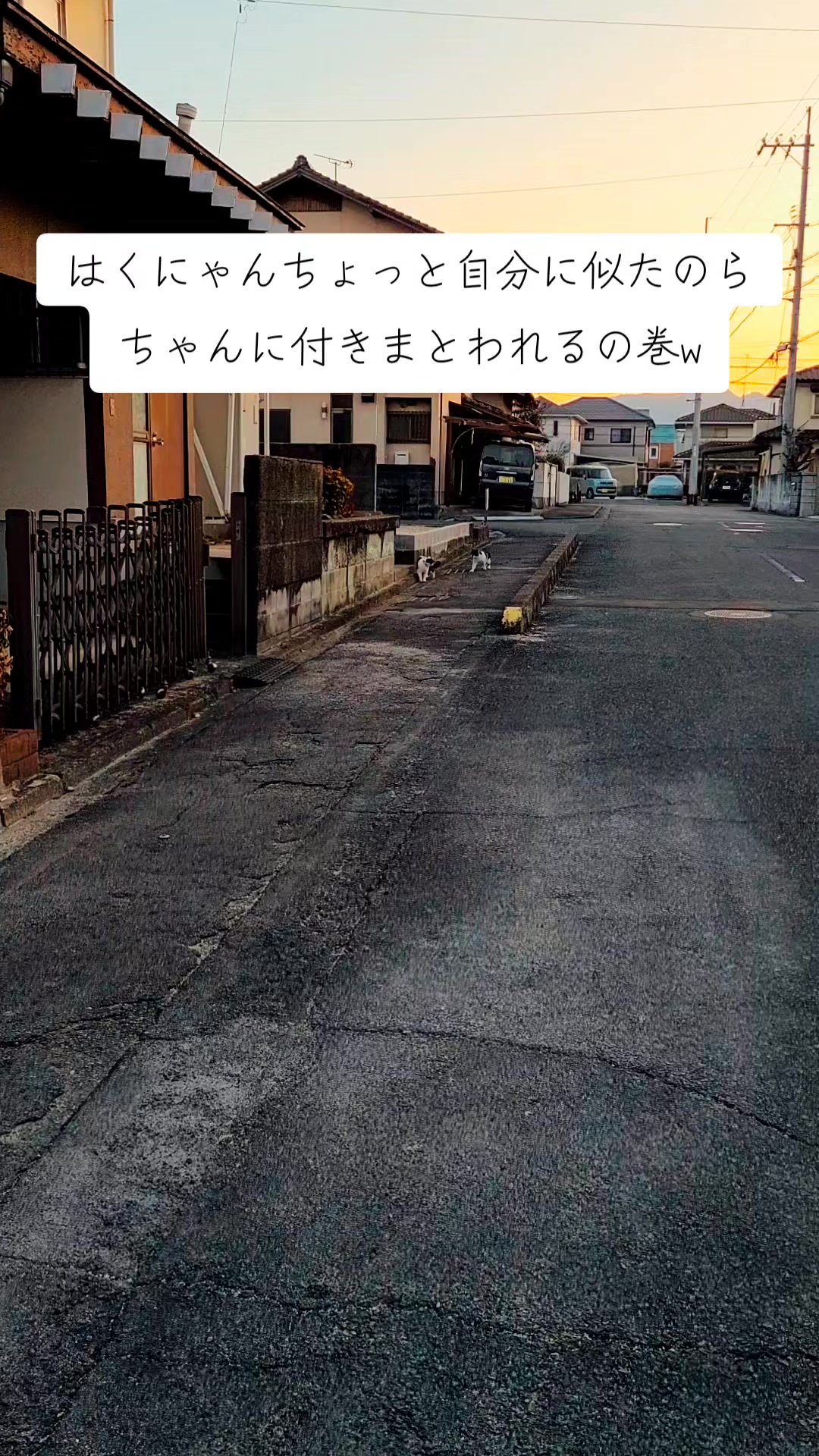 @わんわんニャンニャン🐱🐶