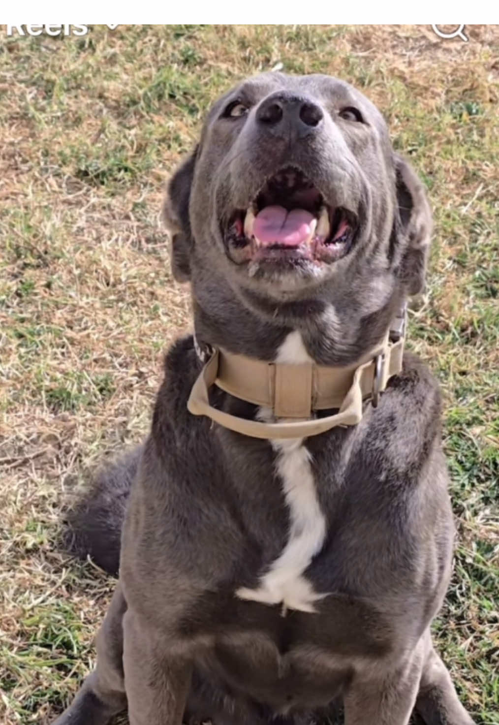 @lanutri.dogmom
