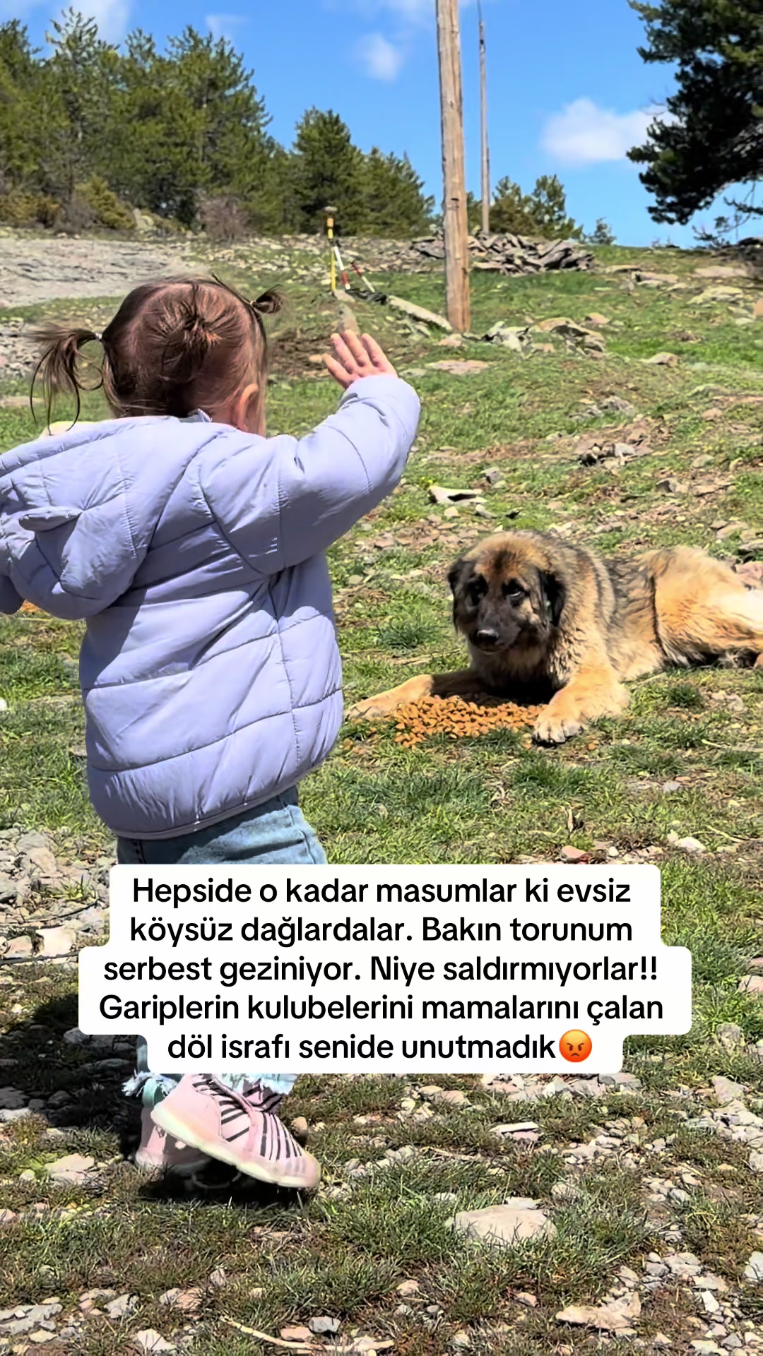 @azaphanecanlari