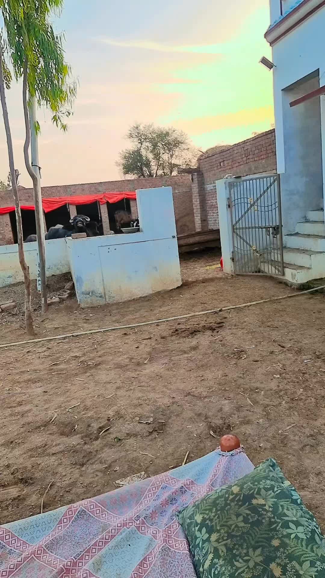 @Taswar . Iqbal . Mandiboy