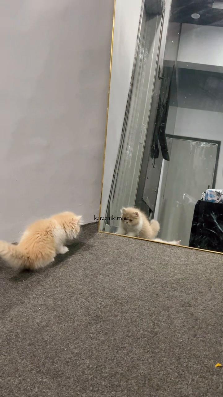 @karachikittens
