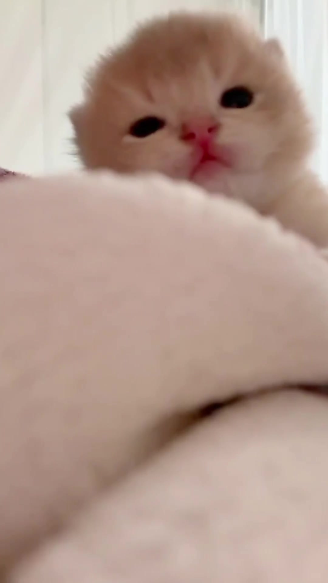 @catbosssss