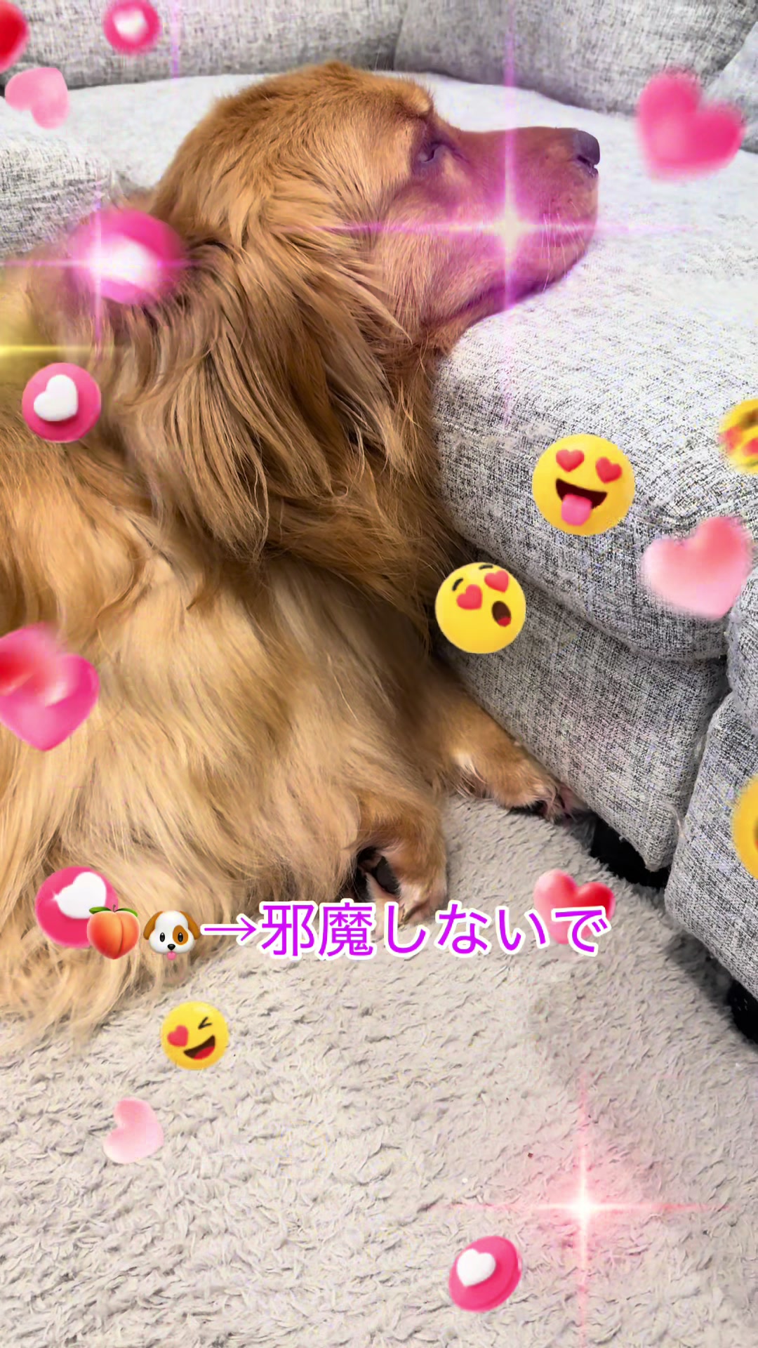 @ACIKA🇯🇵🇲🇨MOMO🍑🐶
