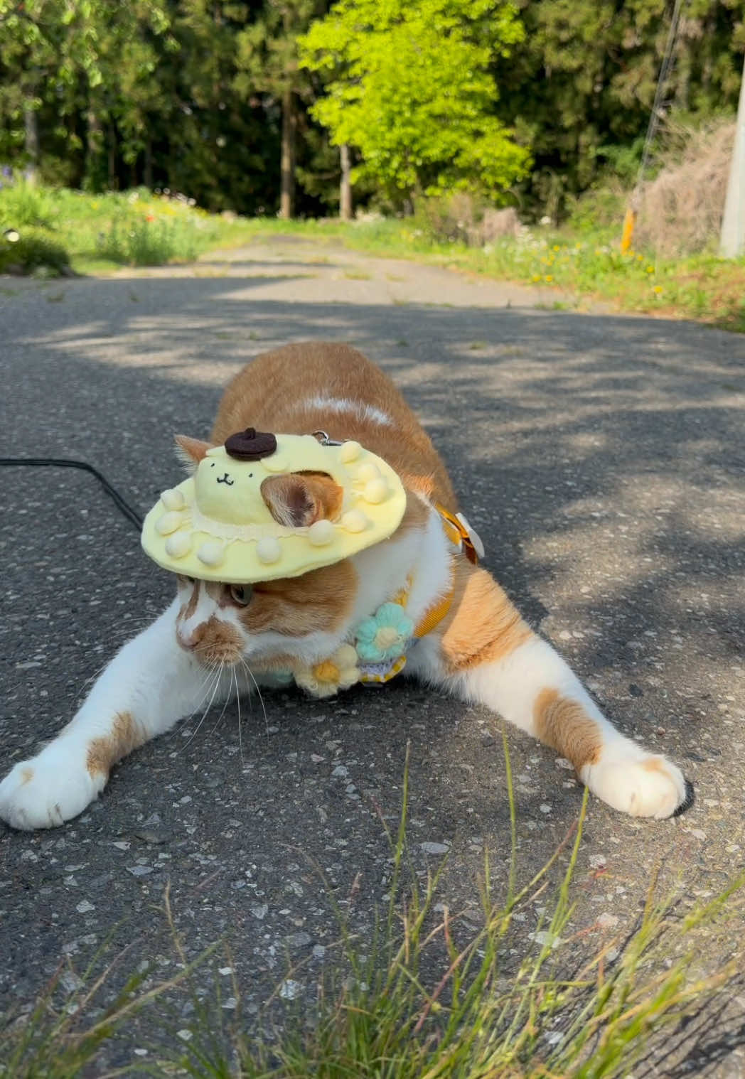 @お散歩大好きもんぶらん🐈