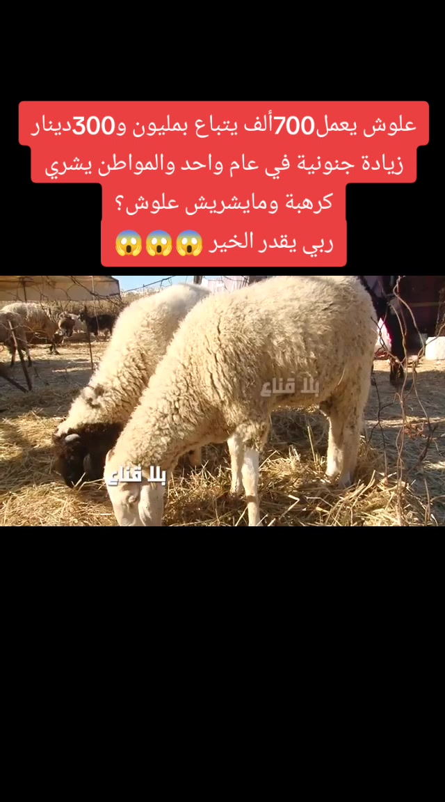 @Zizi تونس 💯