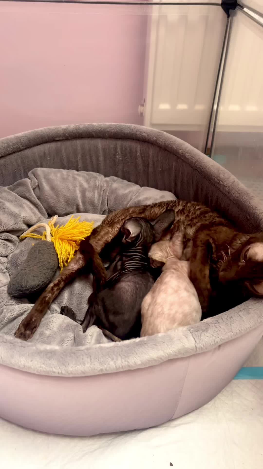 @patimolli_cattery