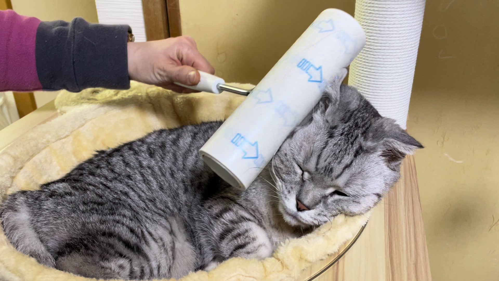 @とらお