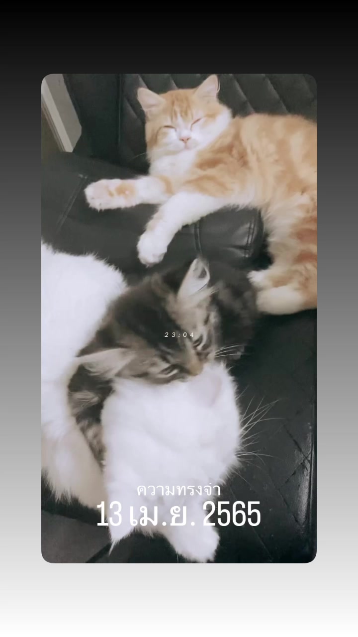 @แมวโง่