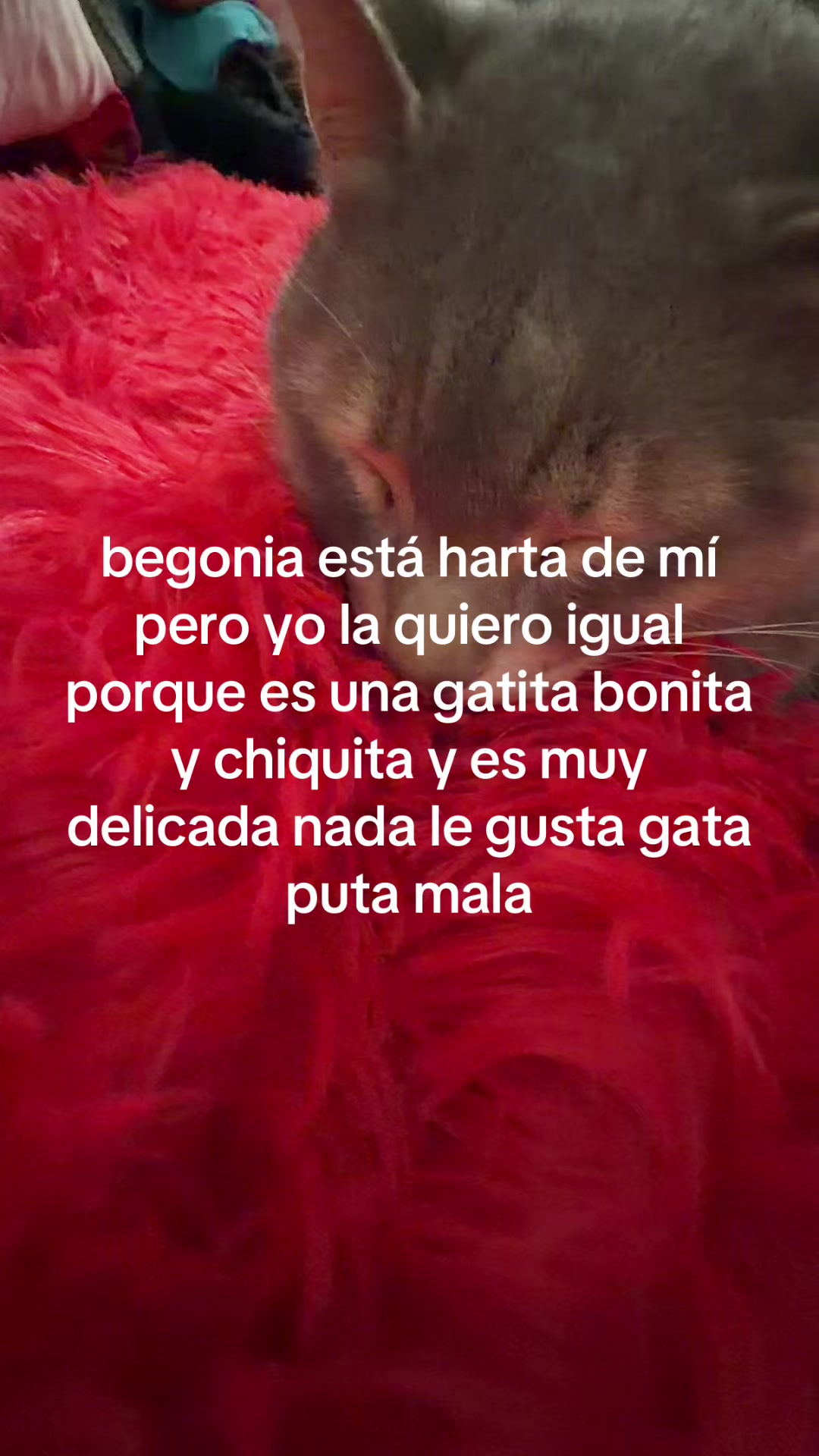 @c de conchuda 😳❣️❣️