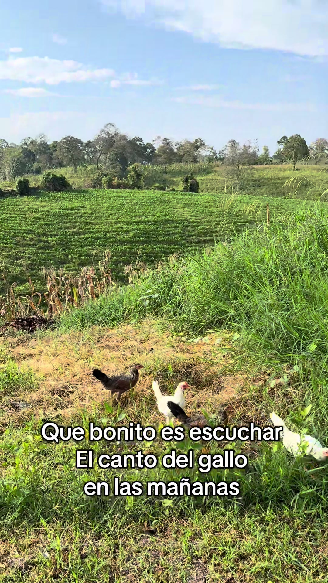 @Jhonatan Andrade