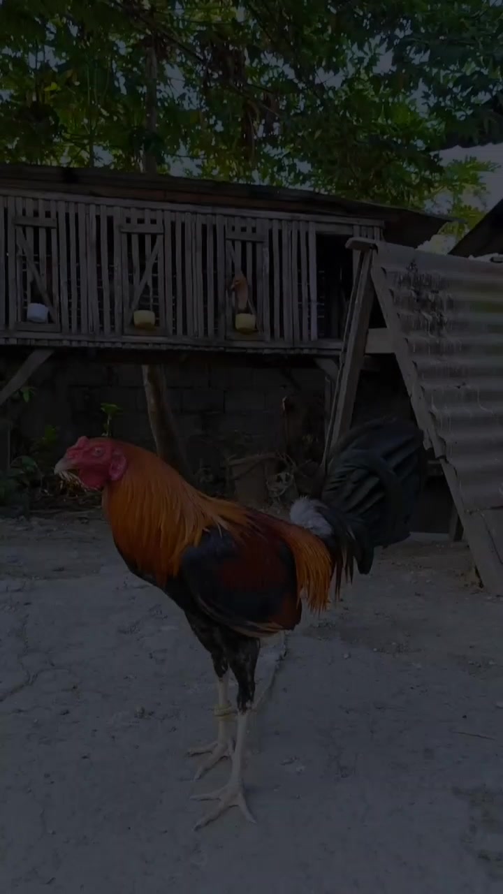 @jbt888 gamefowl