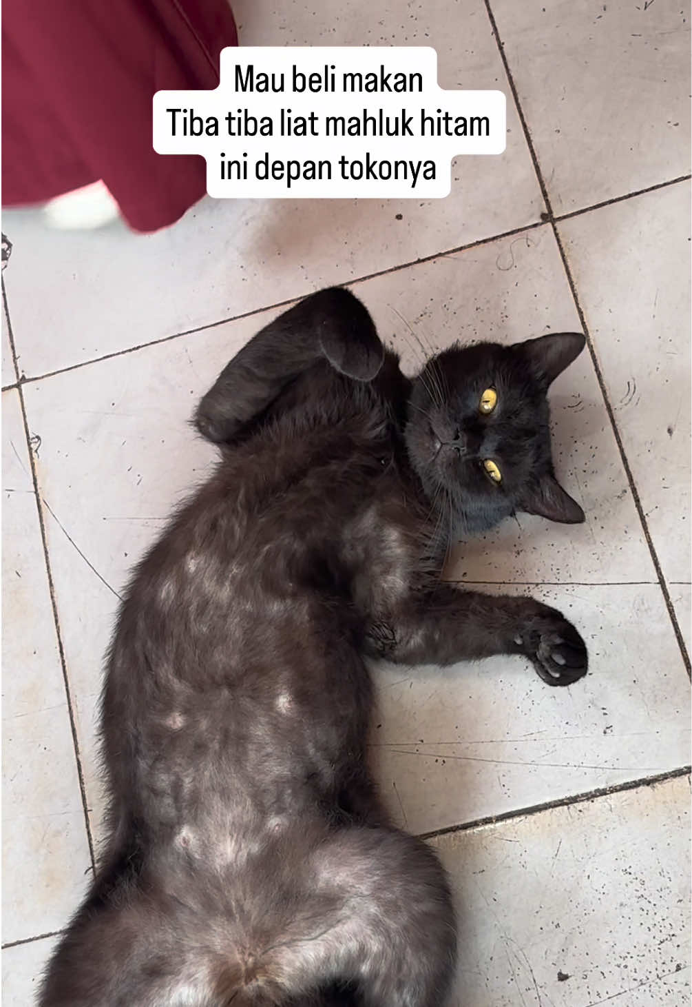 @FaenCattery