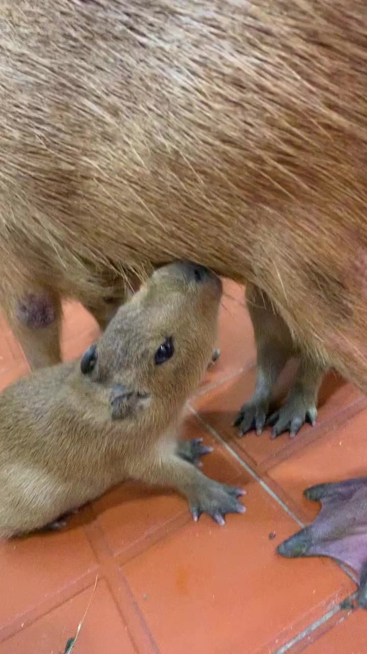 @capybara121224