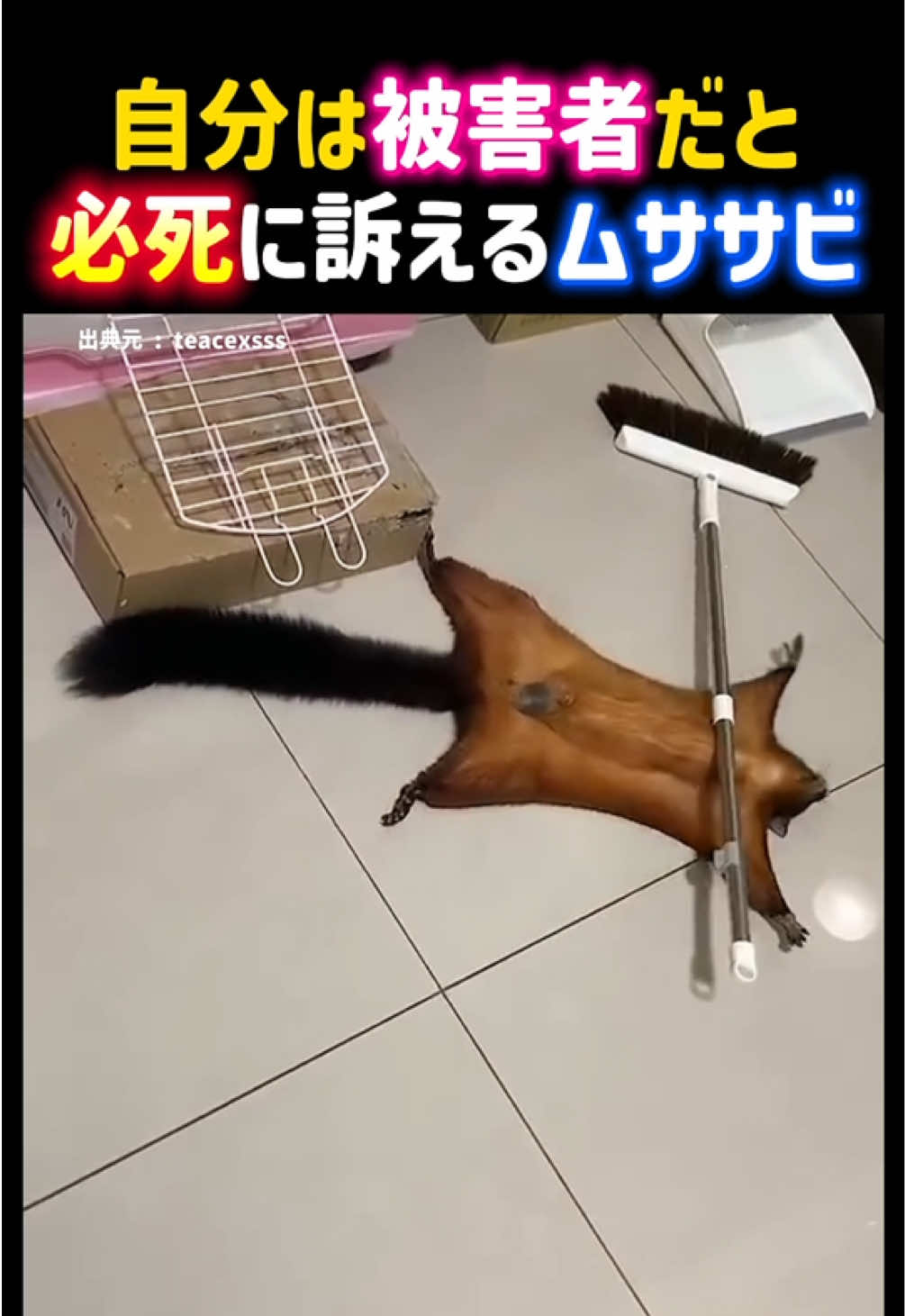 @動物癒し動画♡ animal cute