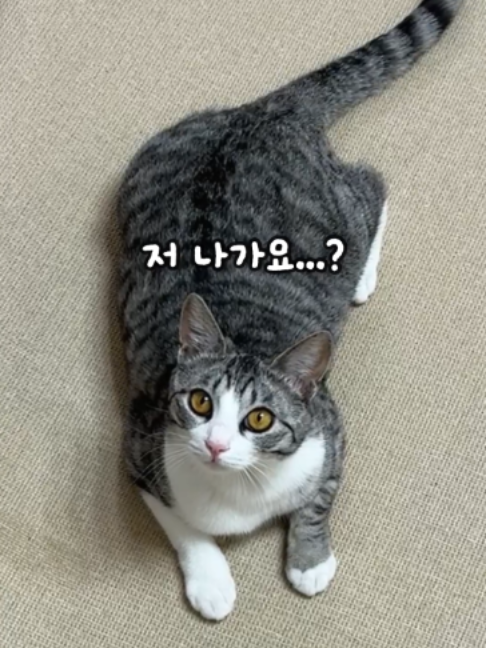 @투머치냥즈