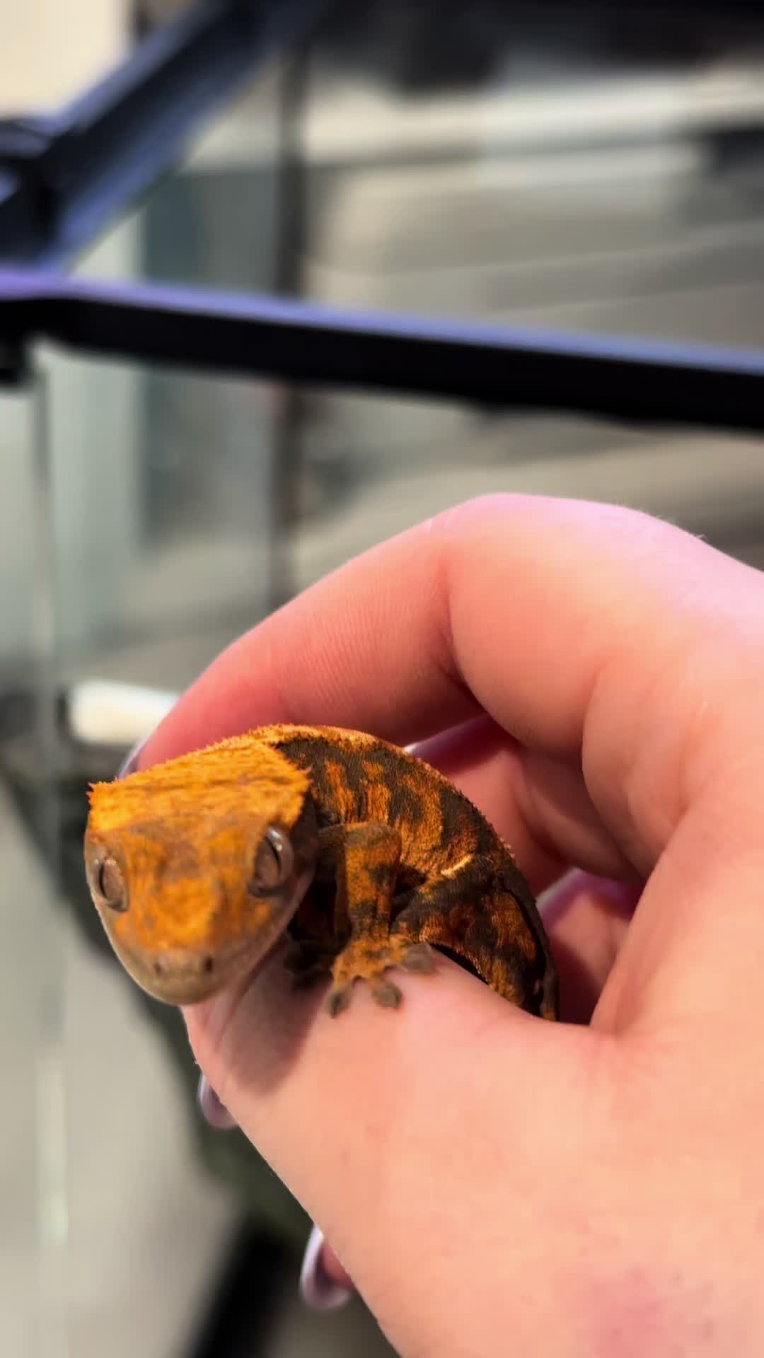 @pawsandcreepycrawlers