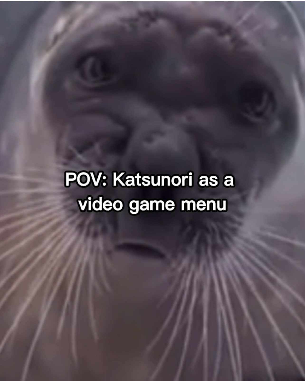 @seal lover 🦭⋆˚꩜｡⋆˚🩵