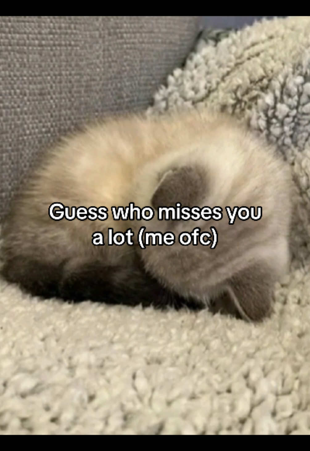 @Alice.cattok
