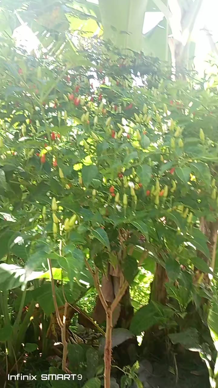 @jhanehugo