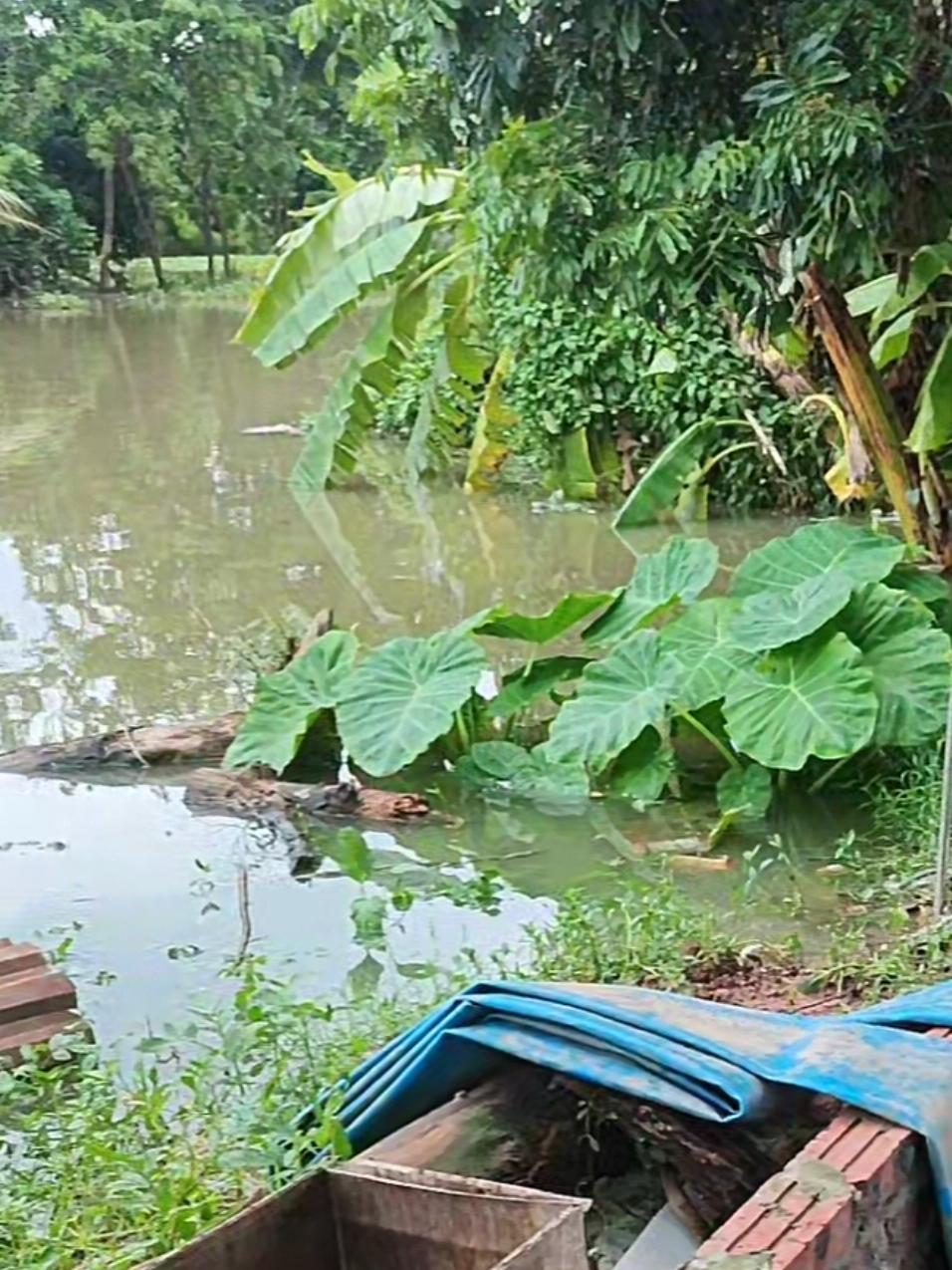 @Cá Chuối Hoa