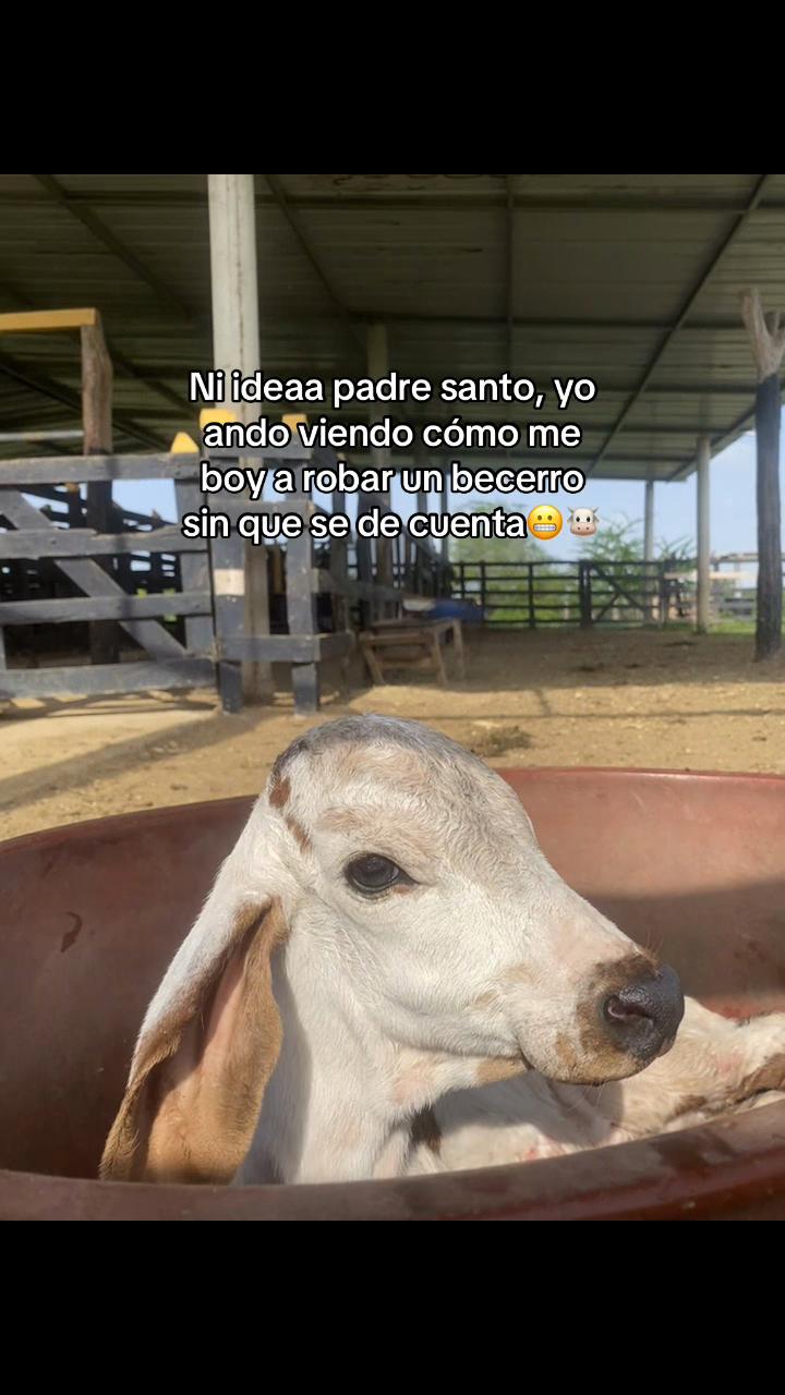@Castañeda Rubio 🤠❤️