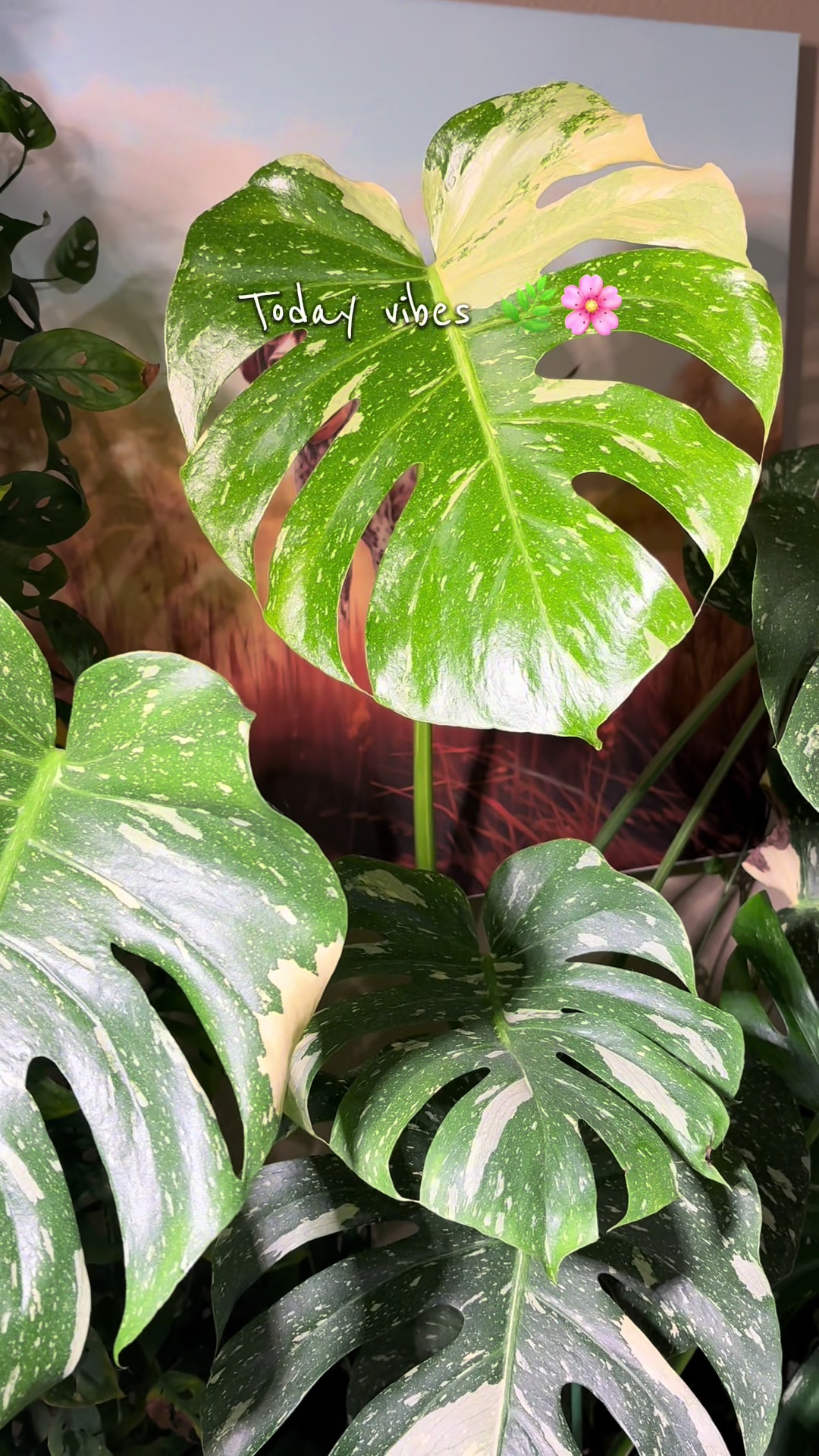 @Plant Girly Erin 🌱💚