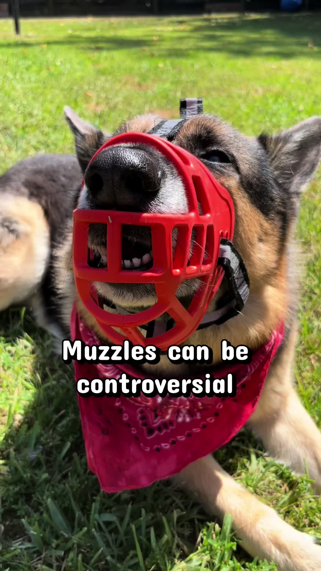 @Walter The German Shepherd