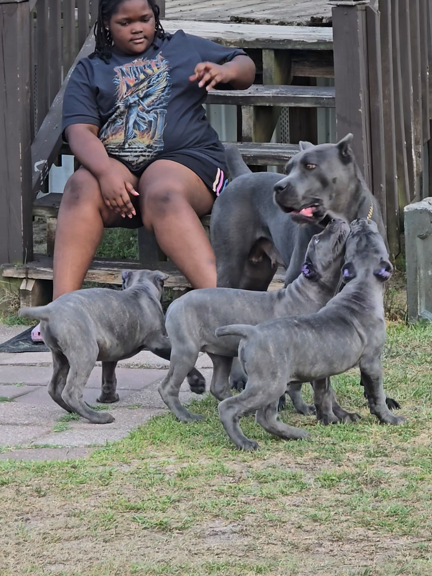 @Brandon and Blue Kennels LLC