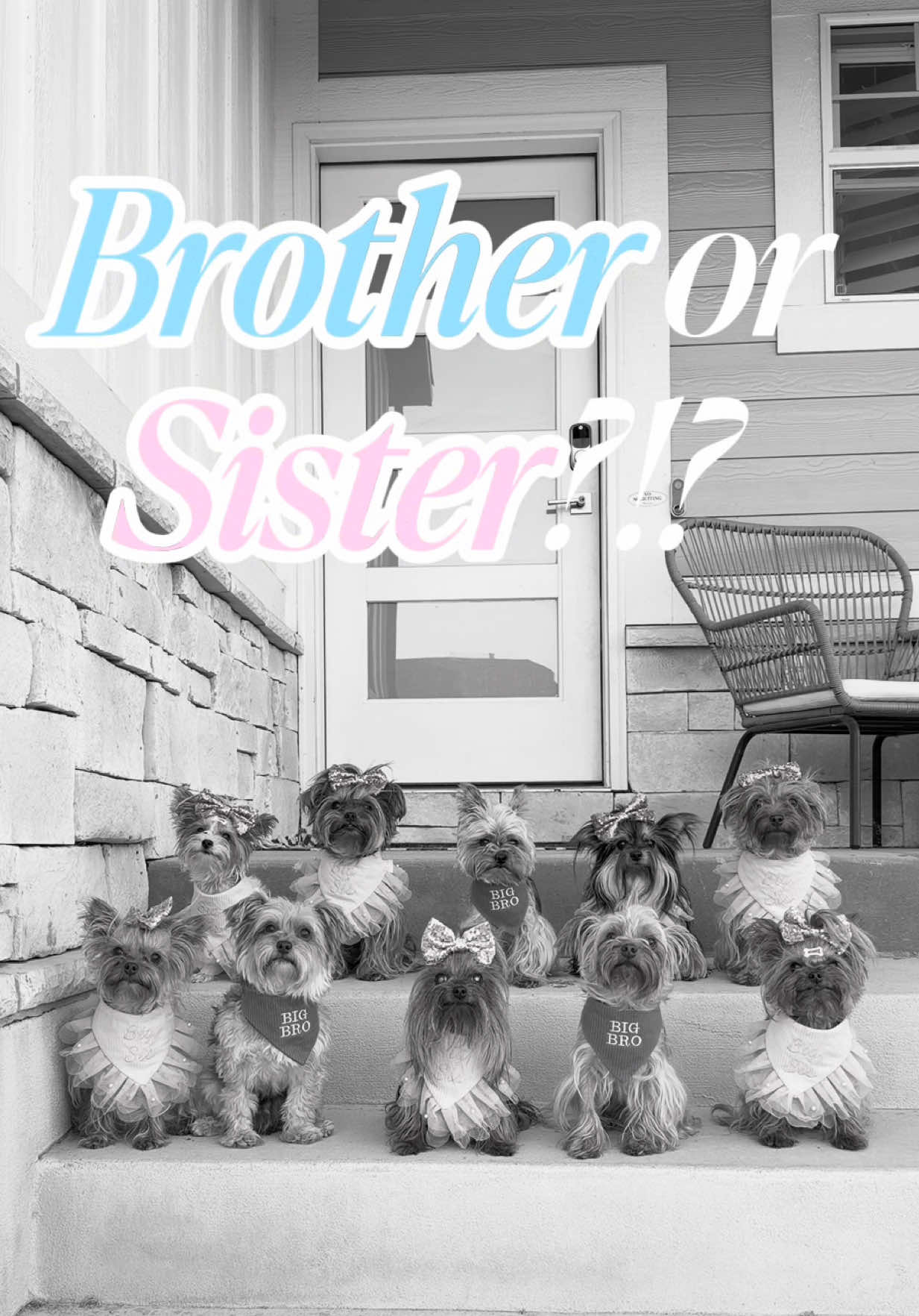 @The Utah Yorkies