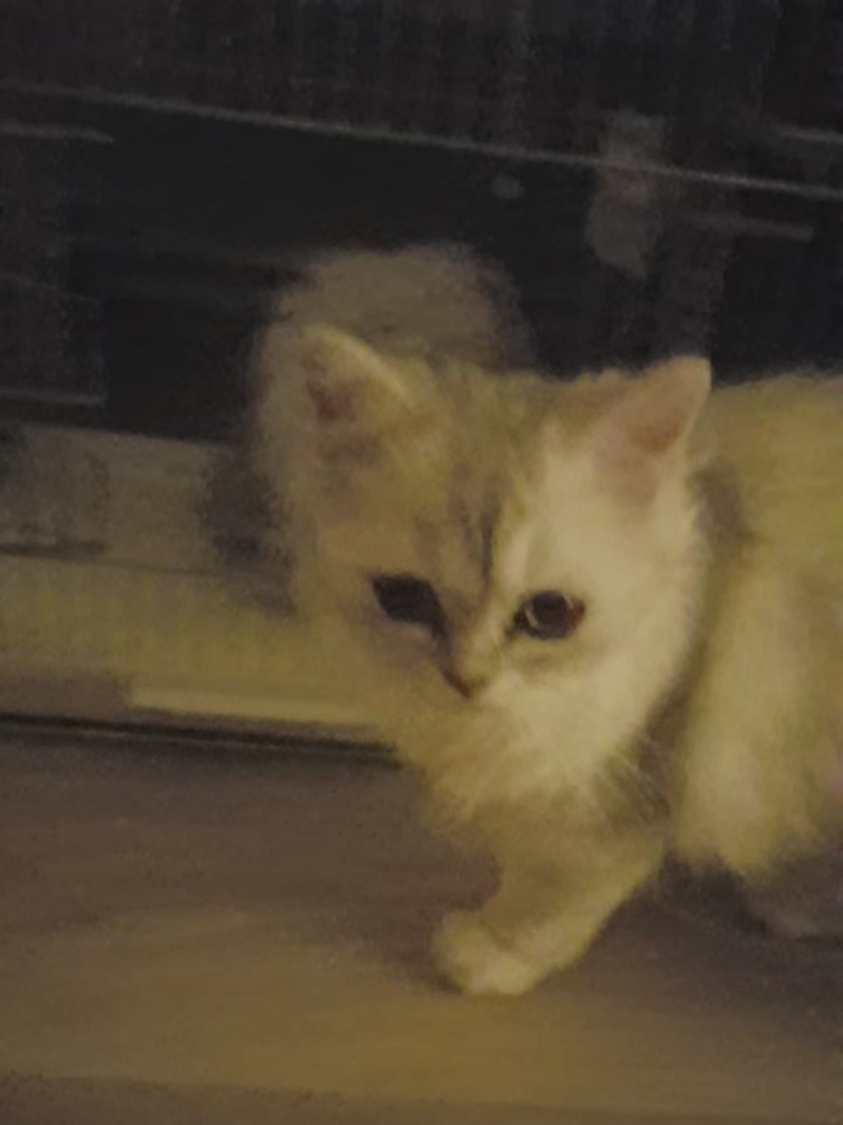 @💞S̴E̴V̴D̴A̴ ̴💞KEDİ💞
