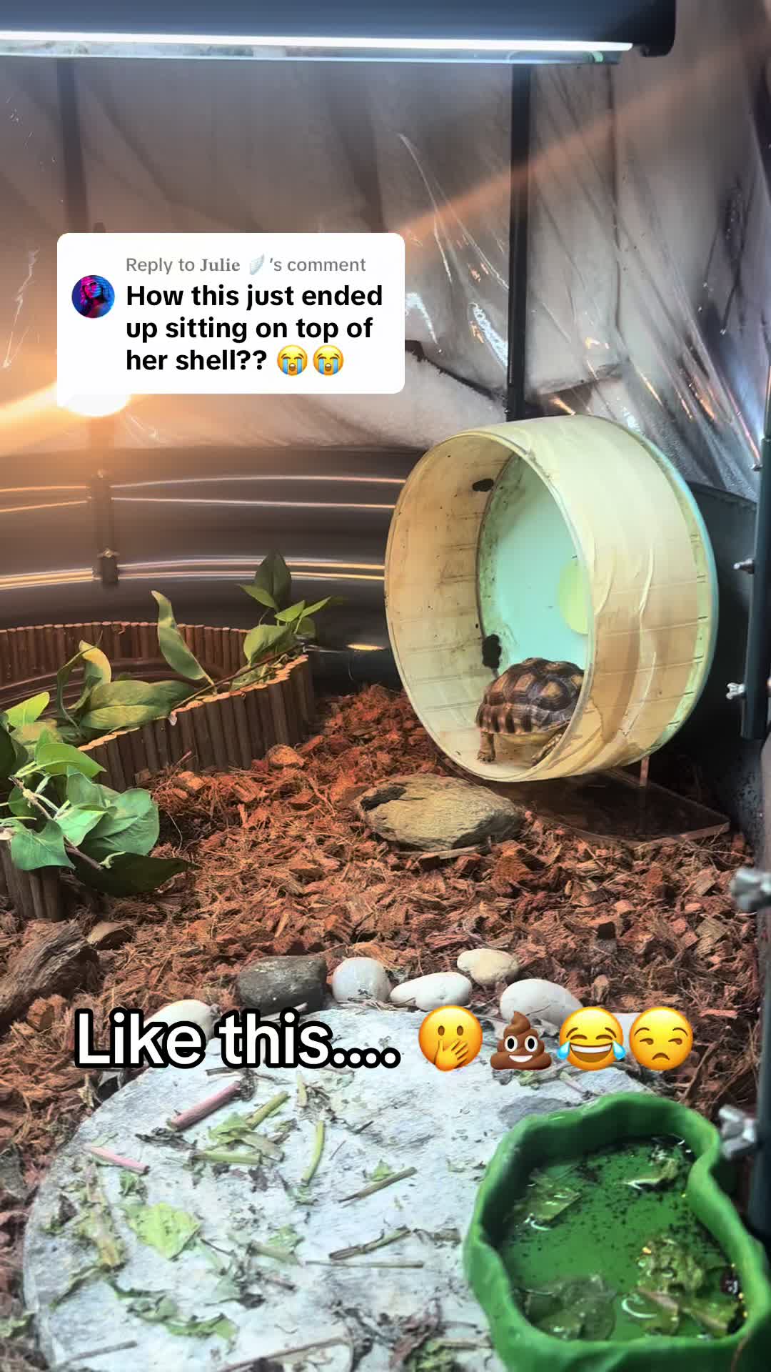 @Fajita 🐢