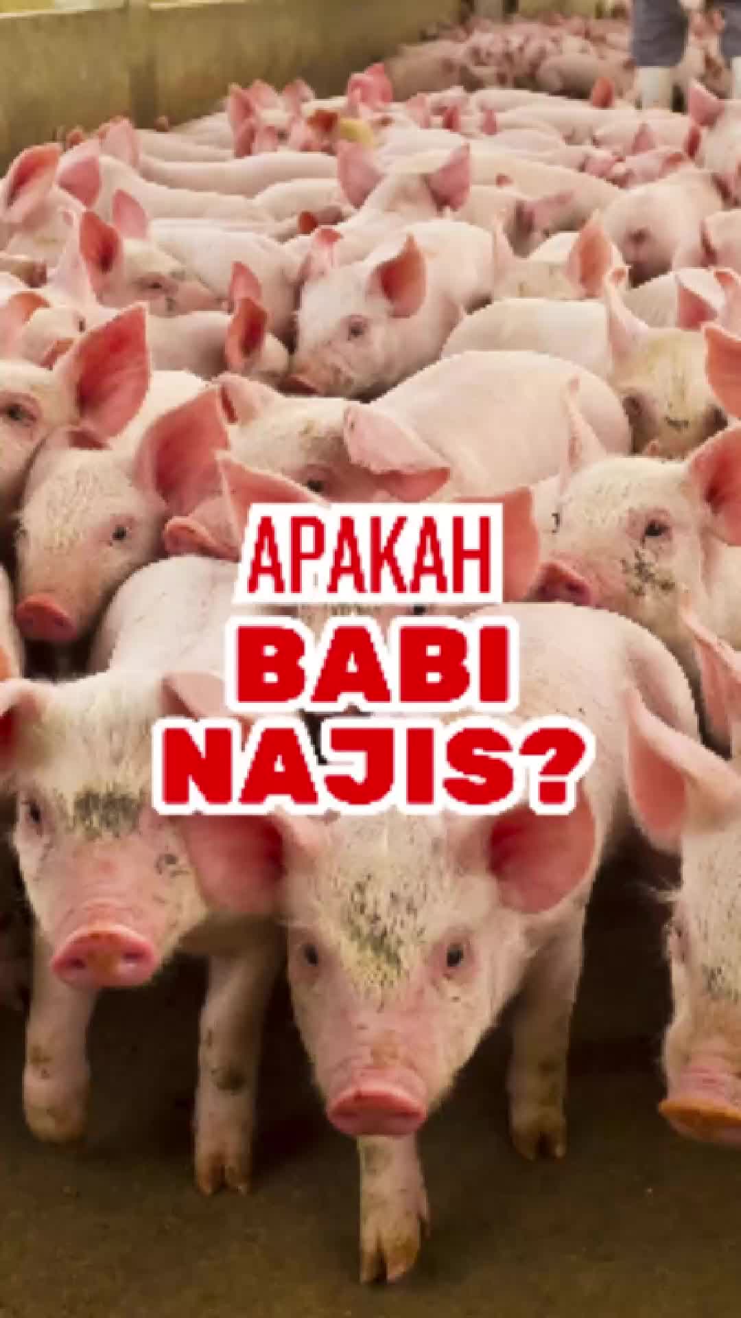 @almahbaroh