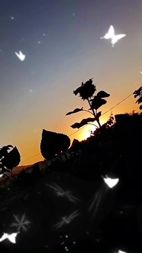 @🇹🇷 ͜͡✭𓃥 αүүιℓ∂ιz🦅🐺🤘A.S✨9