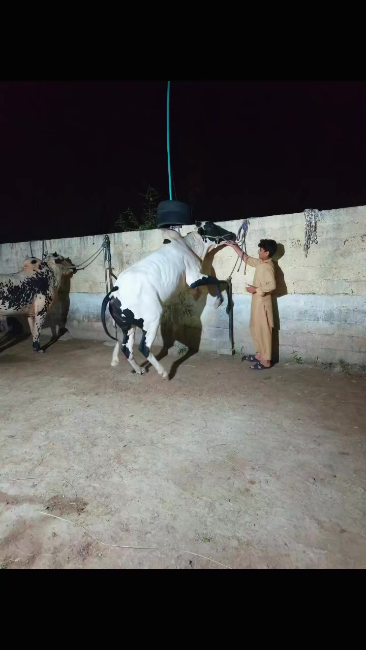 @ایا ڈنگی الہ
