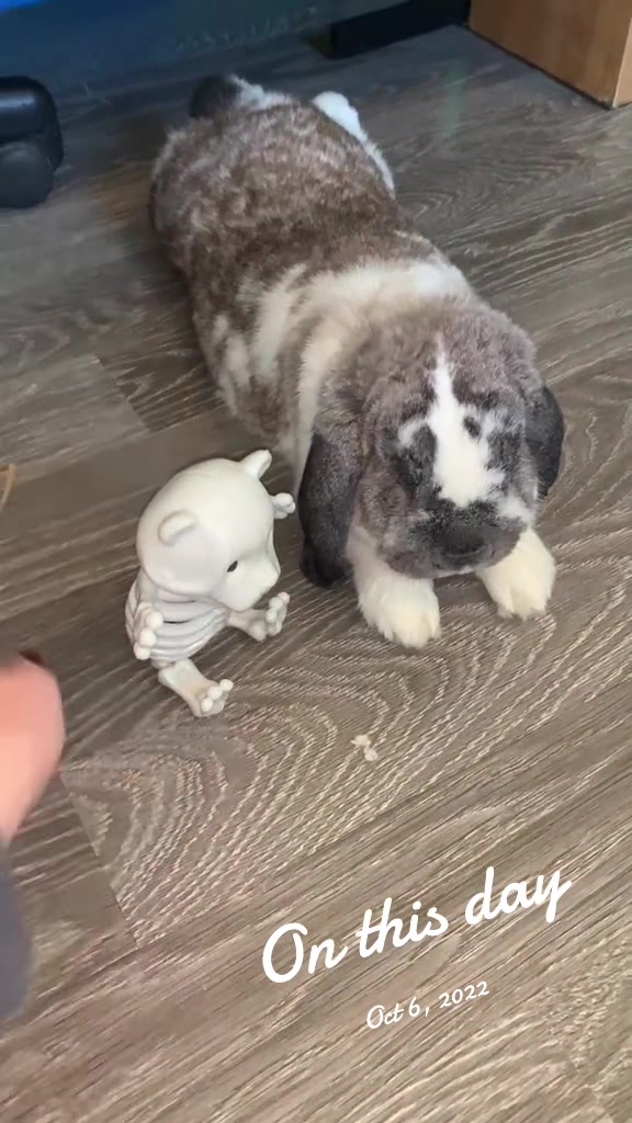 @Mrdivaandgizmoandfriends